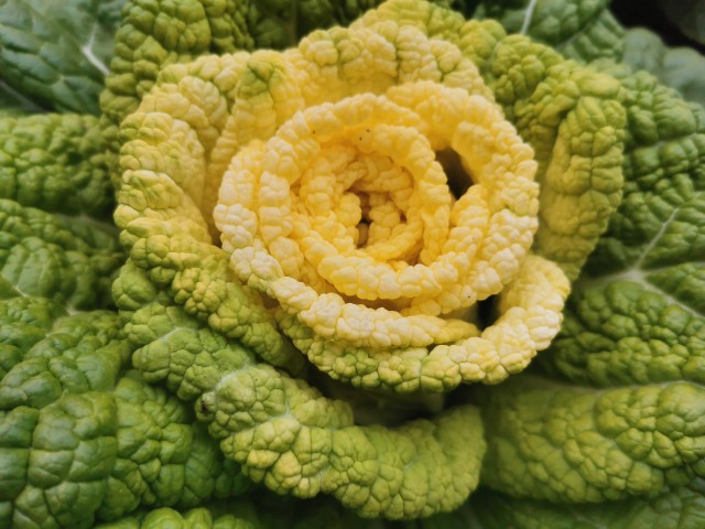 黄金白菜的种植技术,黄金玫瑰白菜种植