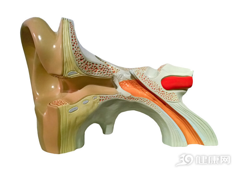 油耳朵和干耳朵哪个更健康,正常的耳朵和油耳的区别