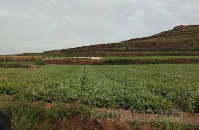 西和半夏什么时候采挖,半夏采挖现场