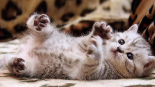 幼猫爱吃饭是为啥,幼猫爱喝水不爱吃猫粮