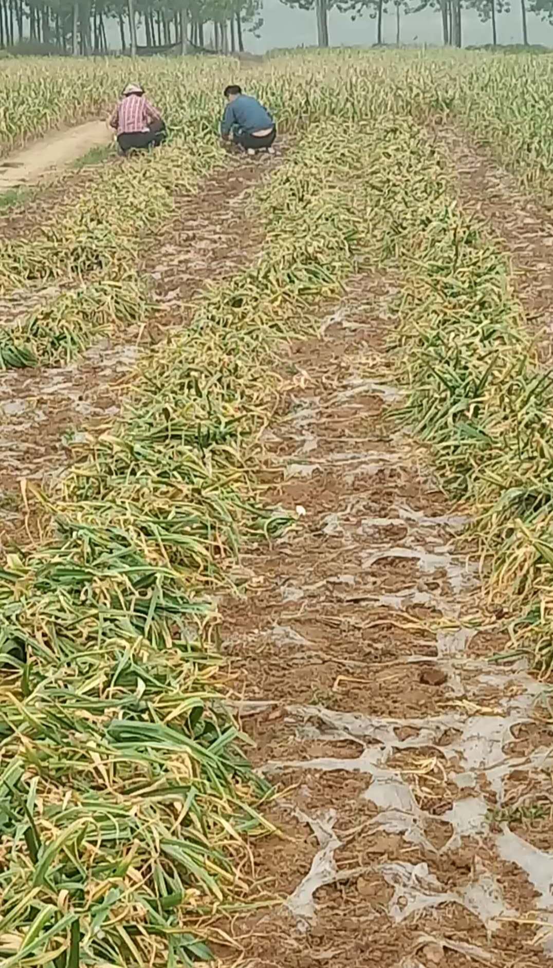 大蒜最佳采摘时间,大蒜最容易的采收法