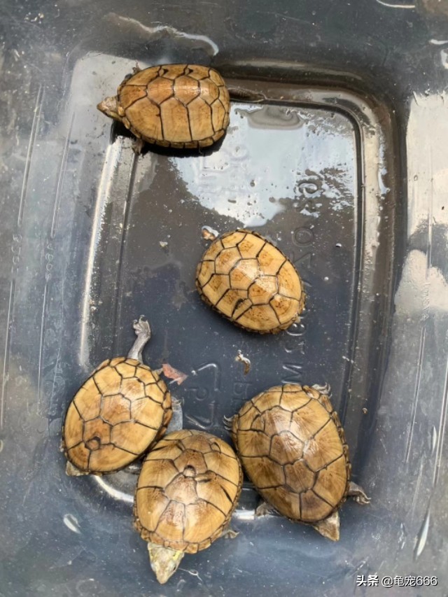 乌龟腐皮腐甲用什么草药,怎样预防乌龟腐皮腐甲