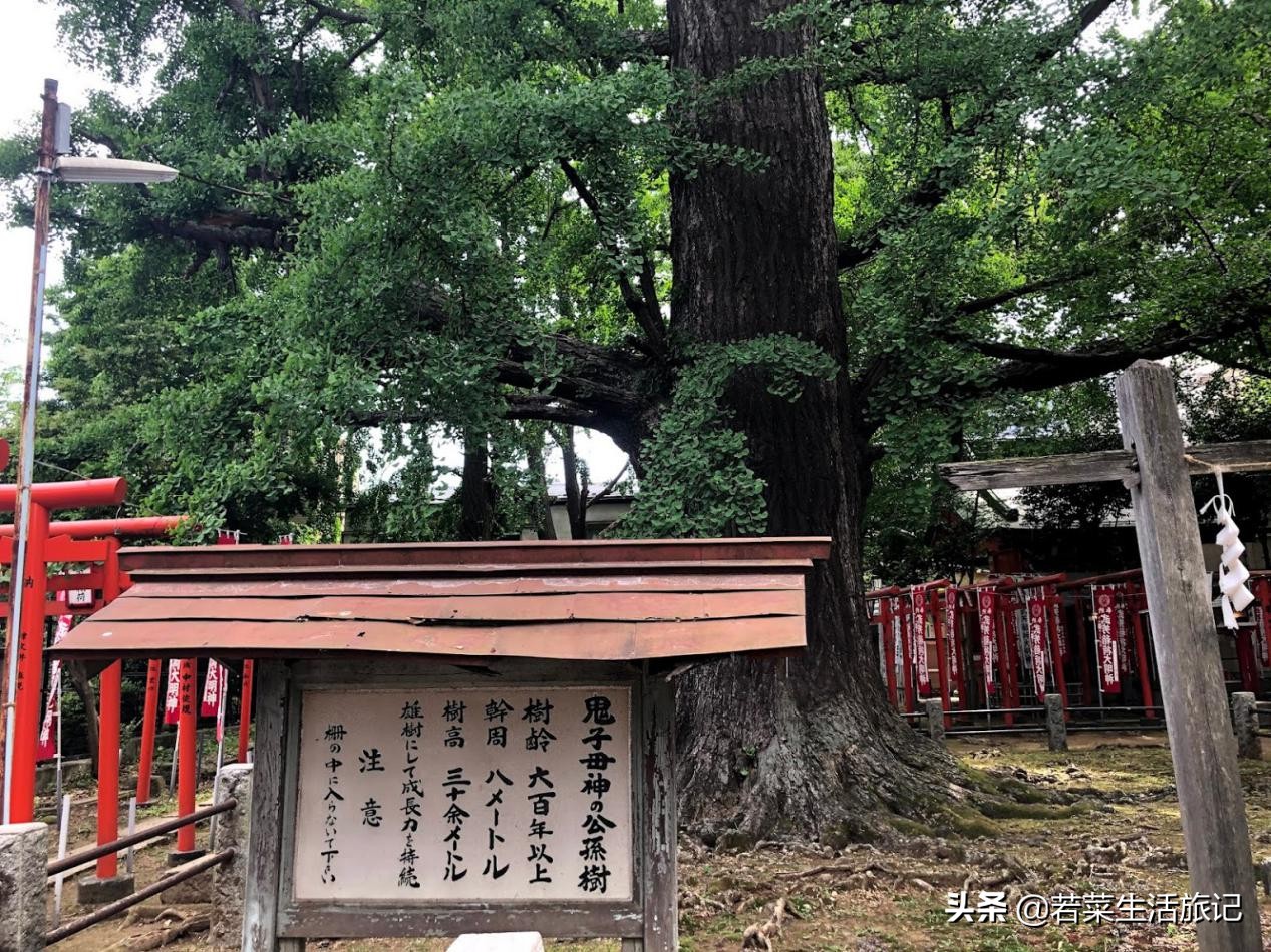 东京宝可梦中心购物,东京精灵宝可梦