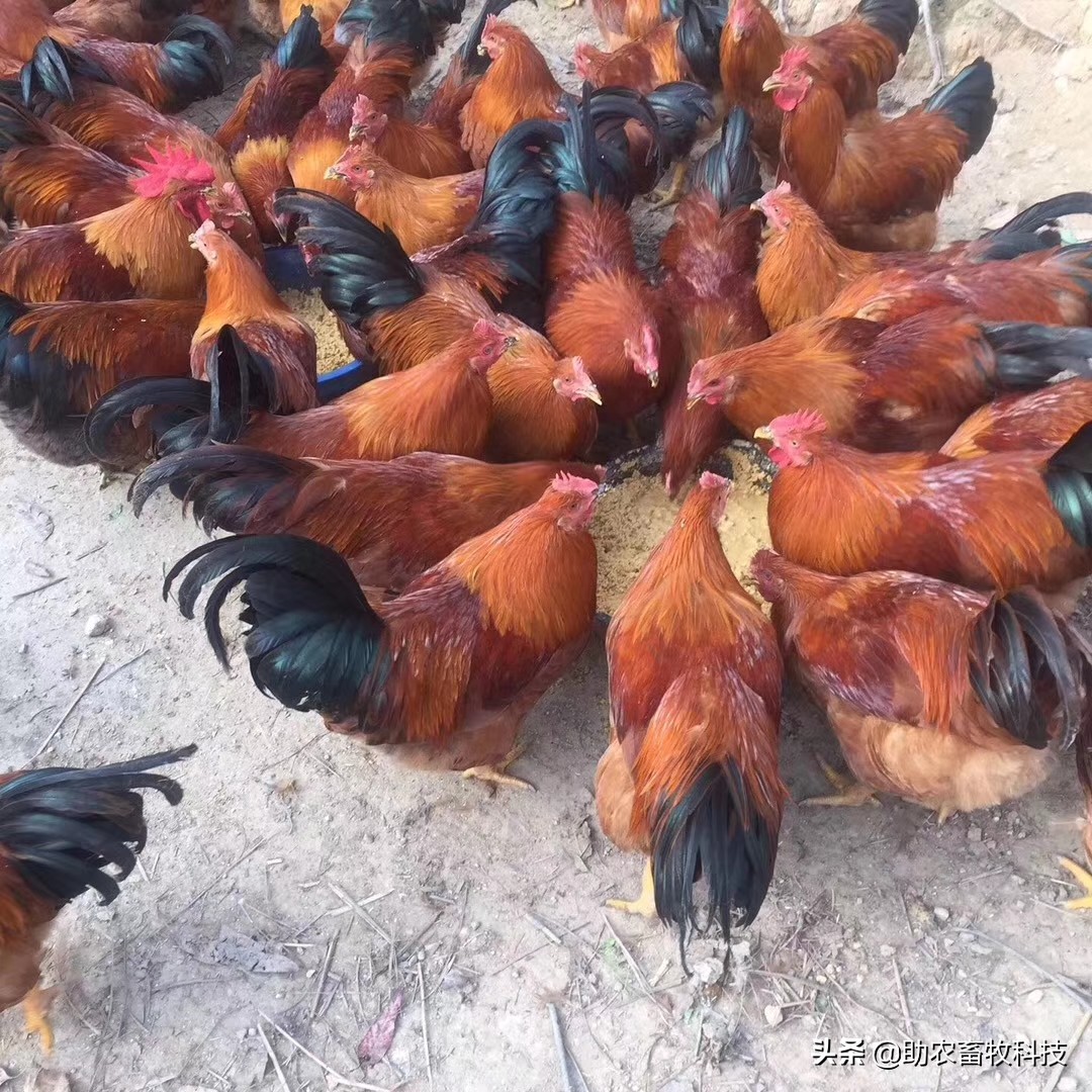 菠萝皮怎么做成饲料,菠萝皮可以做什么饲料卖