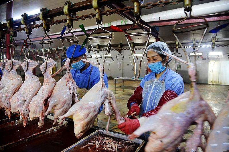 赊苗赊料，管技术包回收，农民不用投钱合作养殖，是馅饼还是陷阱