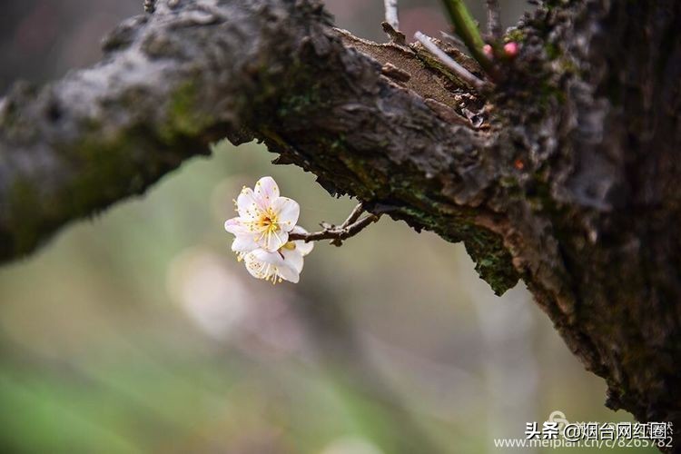 南京梅花山梅花开了吗,来南京梅花山赏梅花
