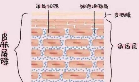 林志颖晒出Kim用的面霜，屈臣氏“销量之王”，比青蛙王子还好用