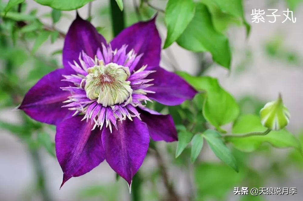 10元3棵铁线莲苗多色,铁线莲苗圃视频