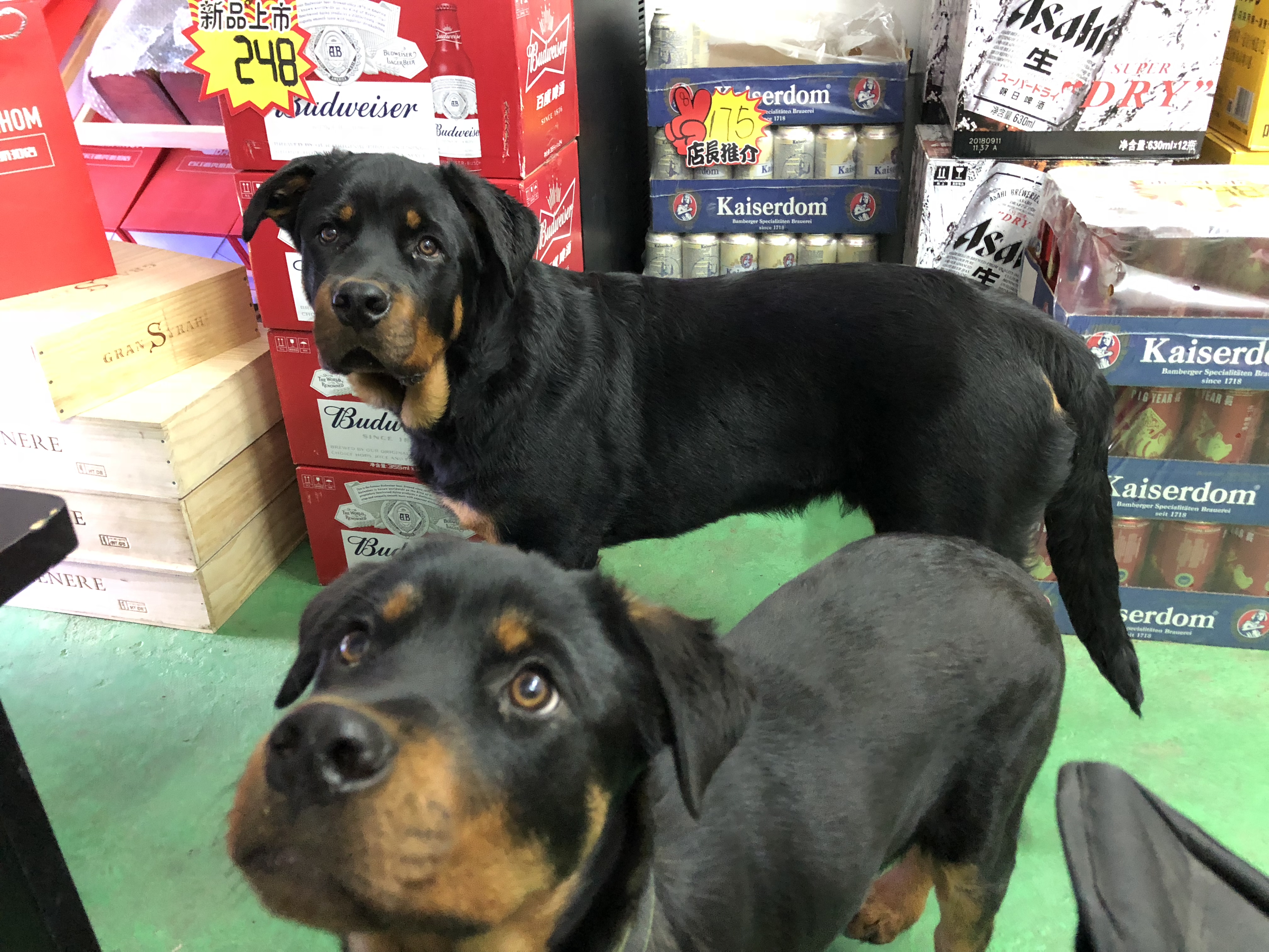 自制狗粮上火怎么解决,自制狗粮软趴趴的怎么办