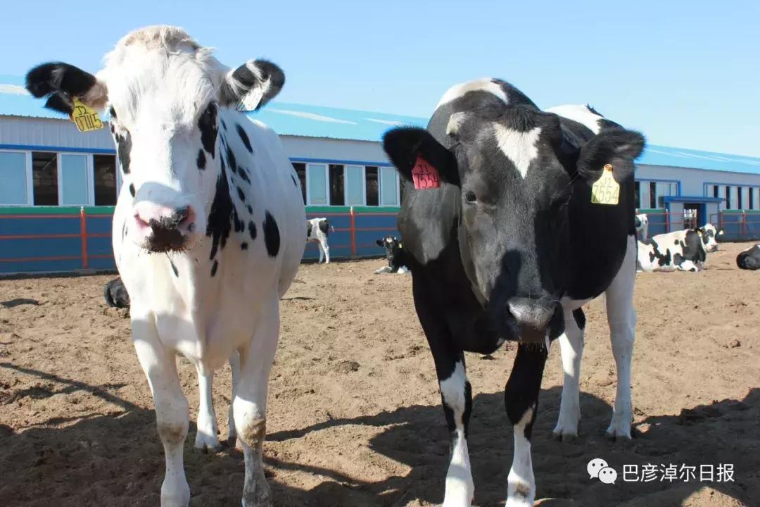 放心喝的牛奶,什么是圣牧有机奶