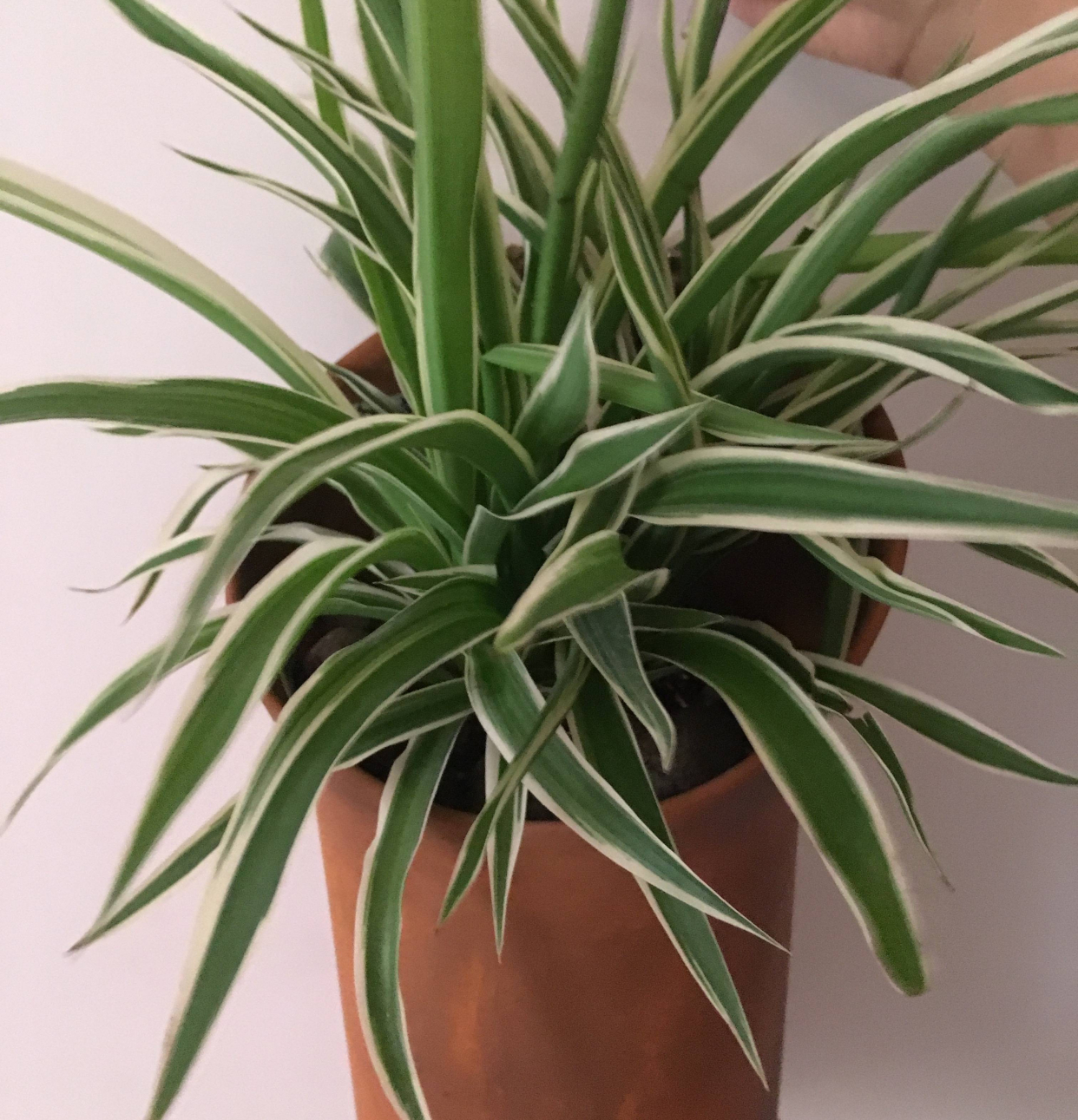 吊兰怎么养才能更旺盛10个小秘诀,青叶吊兰怎么养护才能长出匍匐茎