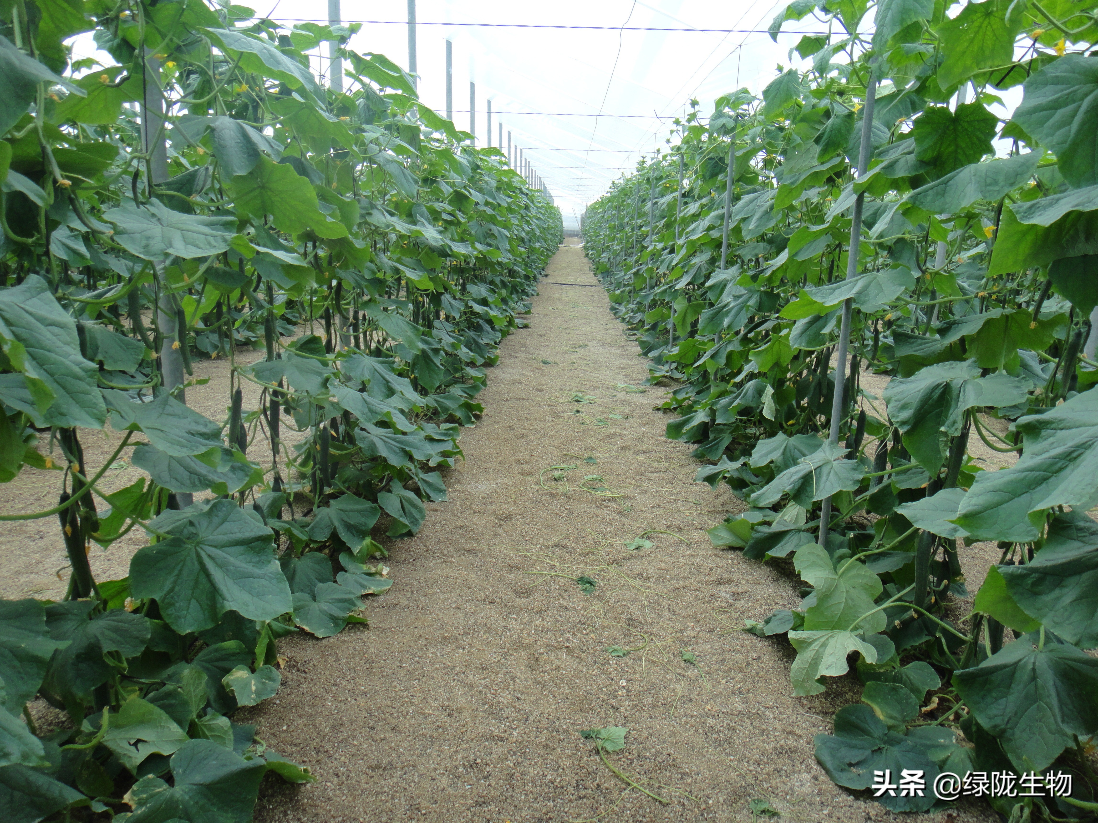 黄瓜黄头怎么解决,黄瓜黄点子病怎么防治