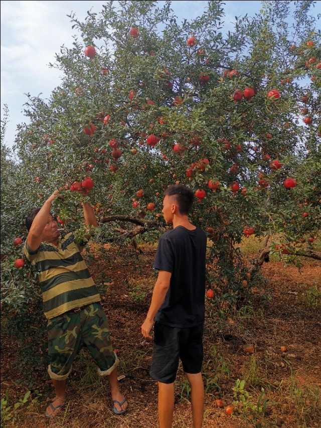 云南建水酸石榴皮薄多汁,建水县老树酸甜石榴