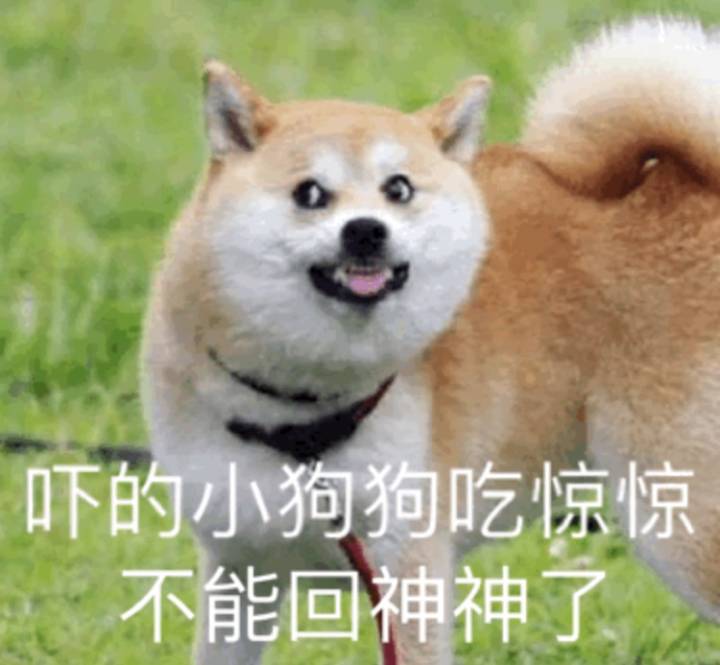 狗粮排名前十测评,十款狗粮排名