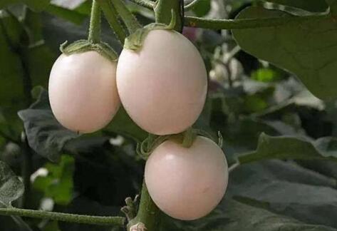 王大妈种菜视频大全,王大妈种菜