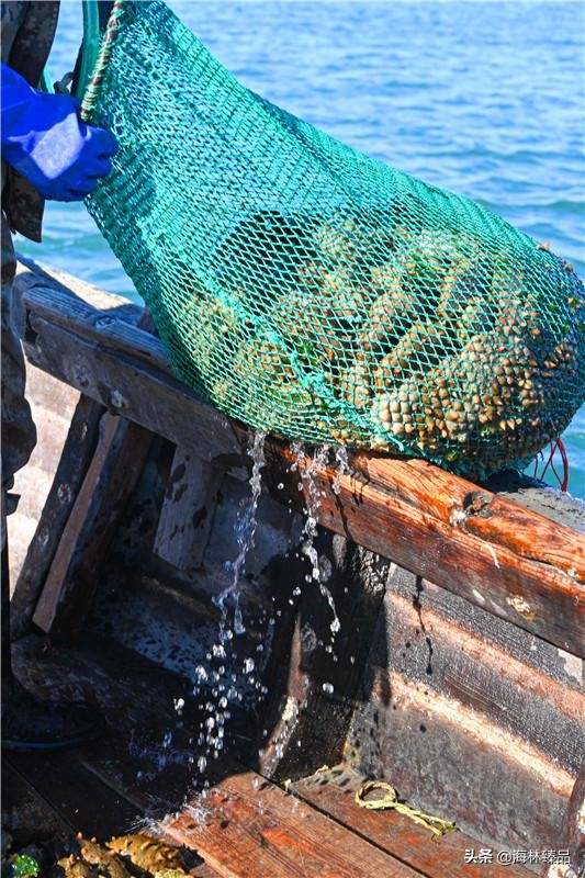 探秘海参的捕捞过程,野生海参采捕视频大全