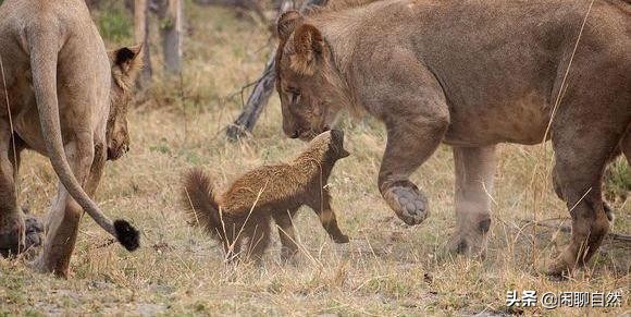 唯一能和狮子抗衡的动物,唯一敢和狮子正面硬刚的动物
