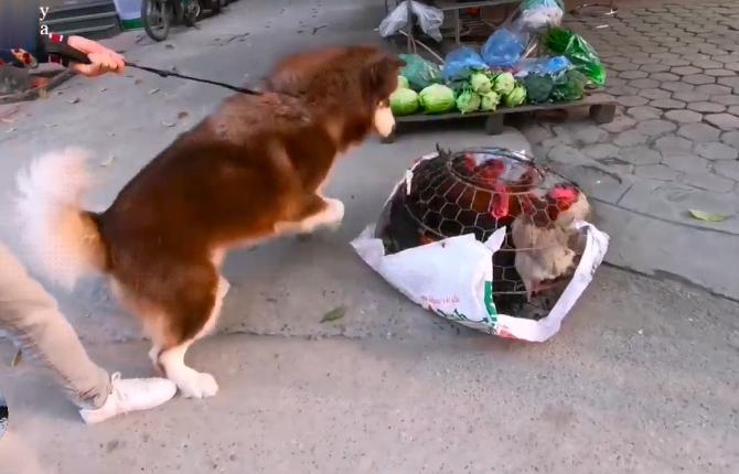 网友带哈士奇回农村老家,网友带萨摩耶到农村