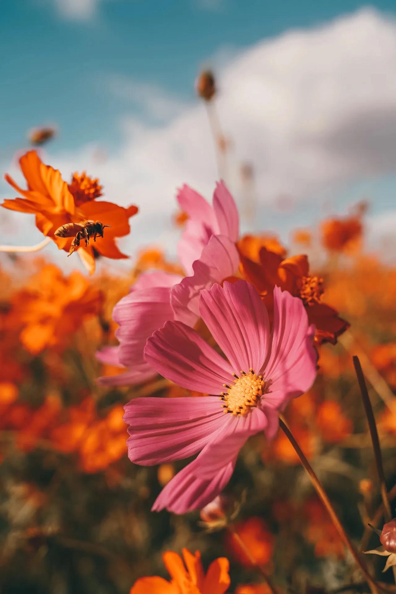 不要以为丧钟是为谁而鸣,为什么推荐丧钟为谁而鸣