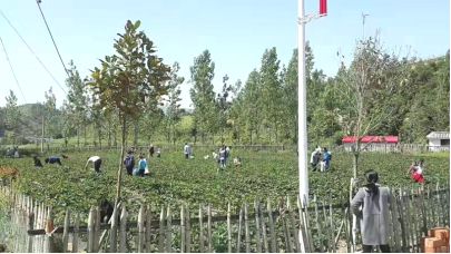 福建草莓露天种植全过程,山东露天草莓种植时间