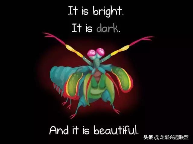 皮皮虾真的那么神奇吗,皮皮虾真的有那么恐怖吗