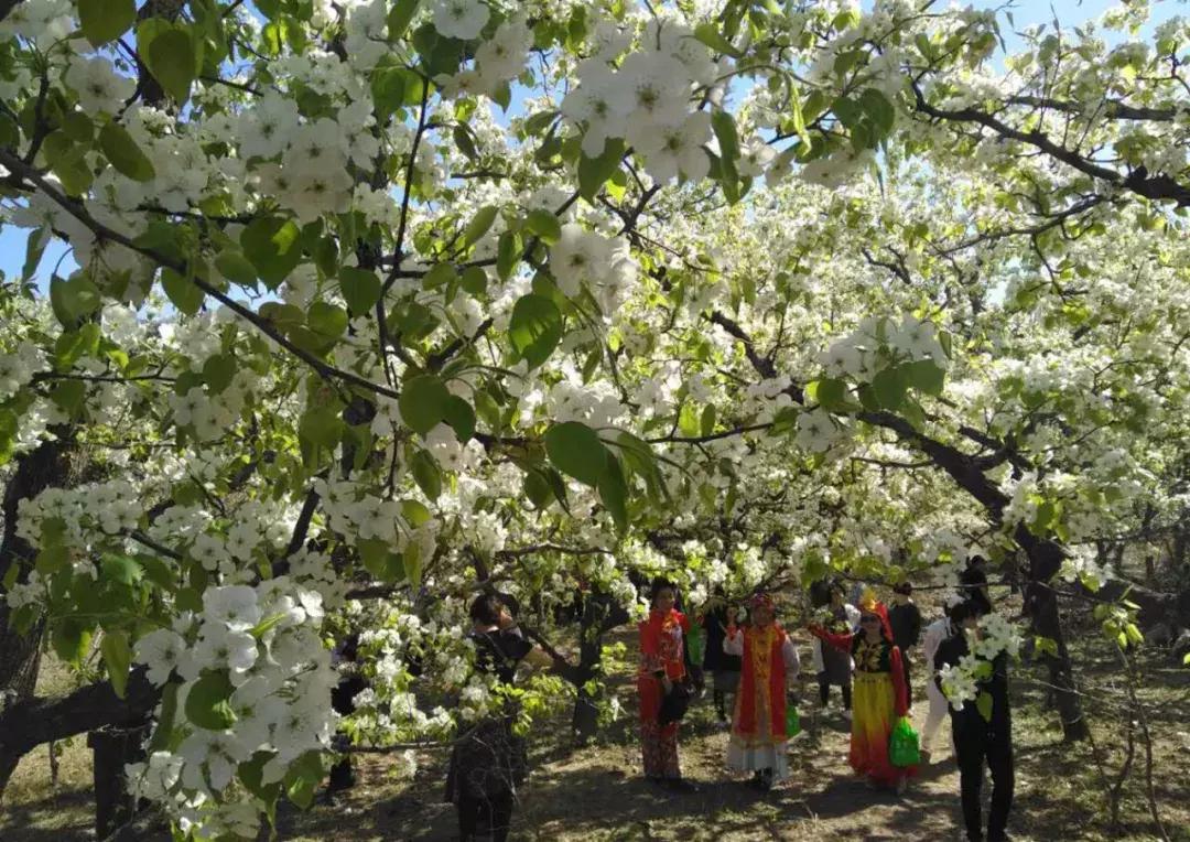 天津除了桃花堤哪里还有桃花,天津看桃花的北运河桃花堤