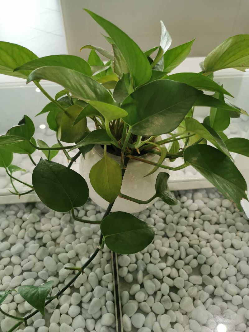 绿萝放新家怎么去甲醛,绿萝被甲醛伤害的图片