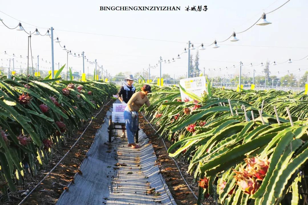 附近的火龙果采摘园海南,海南火龙果采摘