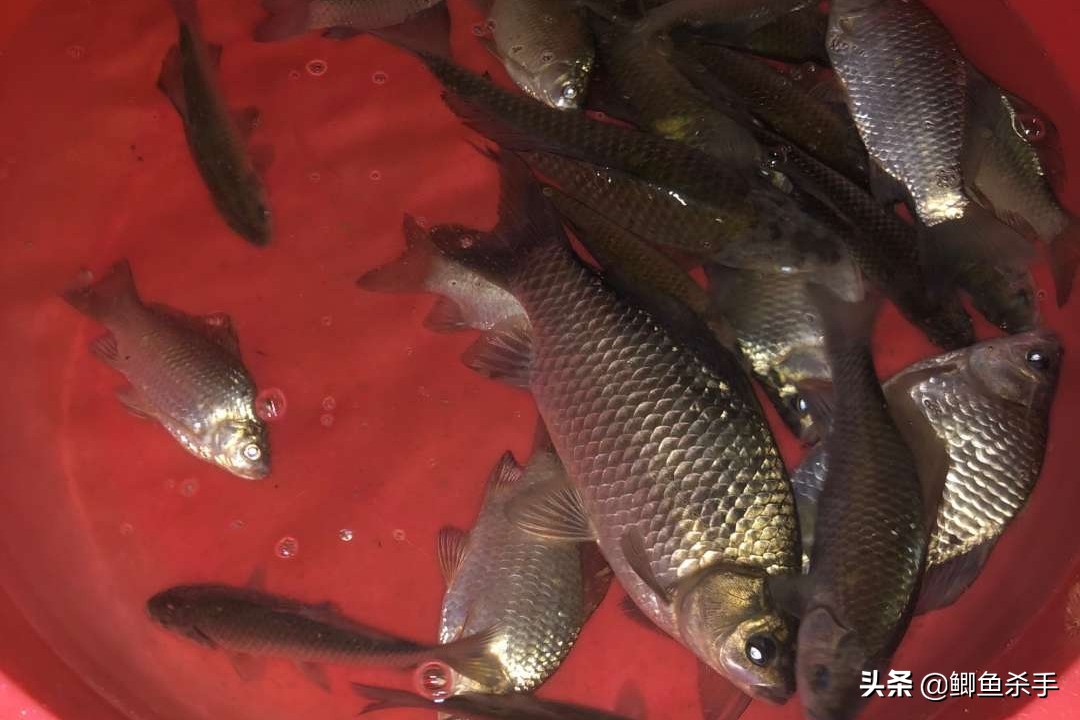 钓鱼人不知道的小技巧,钓鱼技巧野钓鱼不开口用啥饵