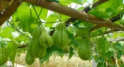 纯真年代（15）贵州安顺佛手玉润念佛手瓜