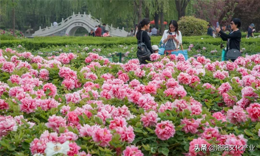 洛阳旅游年票包含牡丹节吗,洛阳牡丹文化节几号开始收门票
