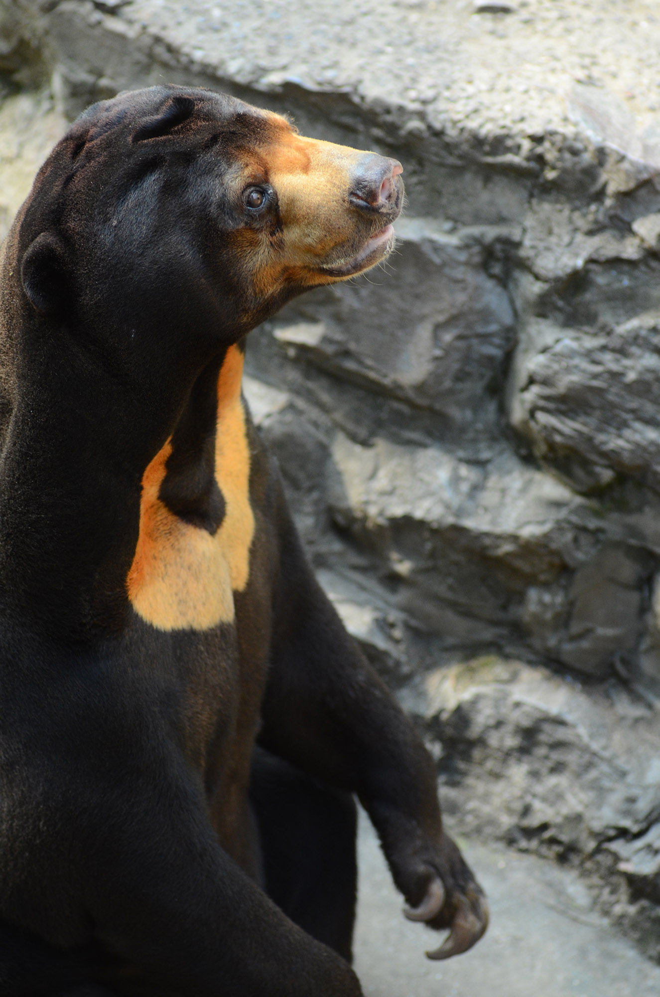 尼康d7000和手机拍照哪个清晰,尼康相机推荐新手入门d7000