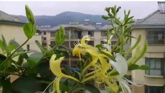 桐城花事：幽香的金银花