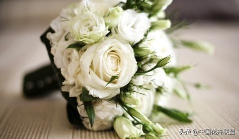 玫瑰花玫红色属于什么品种,最大冠幅玫瑰花是什么品种