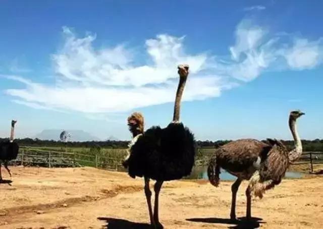 乌拉圭生活是什么样子的,乌拉圭怎么样