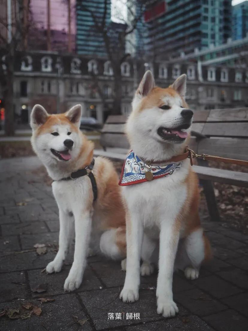 各国猛犬品种排名,各国品种猛犬