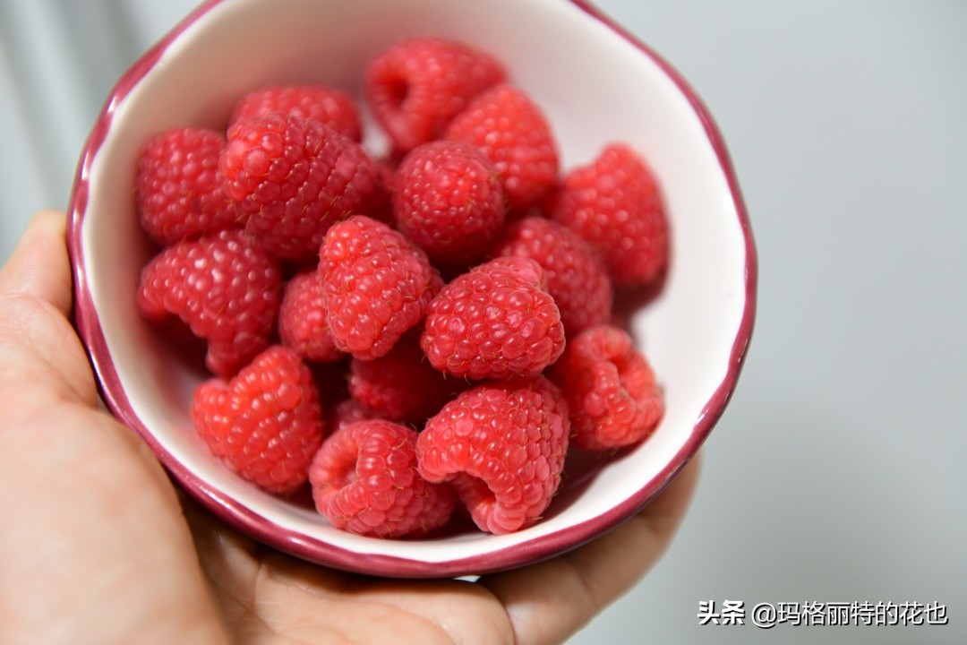 花园里种树莓吗,树莓在庭院里如何种植