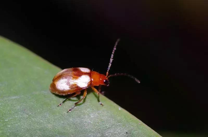 苹果虫害最佳防治方法,苹果各种虫害最佳防治时间