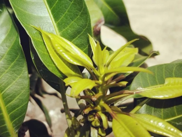 芒果催花后出花不整齐怎么办,芒果催花要催三次吗