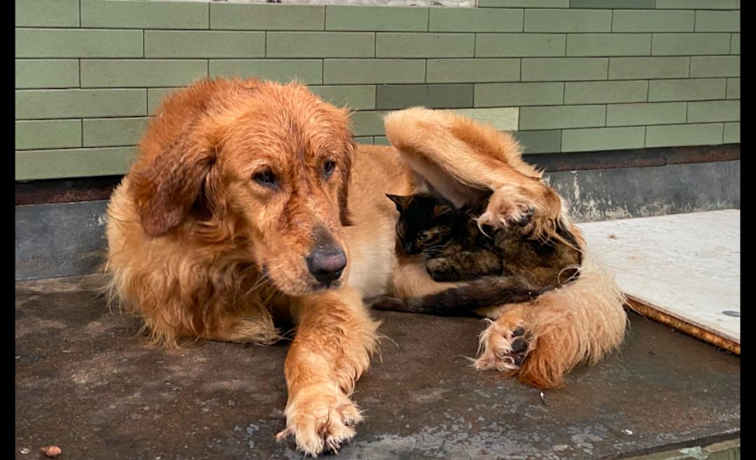 金毛家猫和流浪猫,金毛养了一只流浪猫