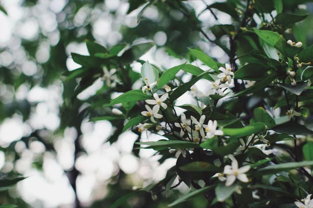 精油护肤大全,7种针对皮肤的精油