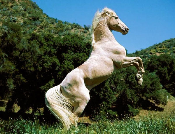 汗血宝马真的出汗流血吗,汗血宝马真的能日行千里吗