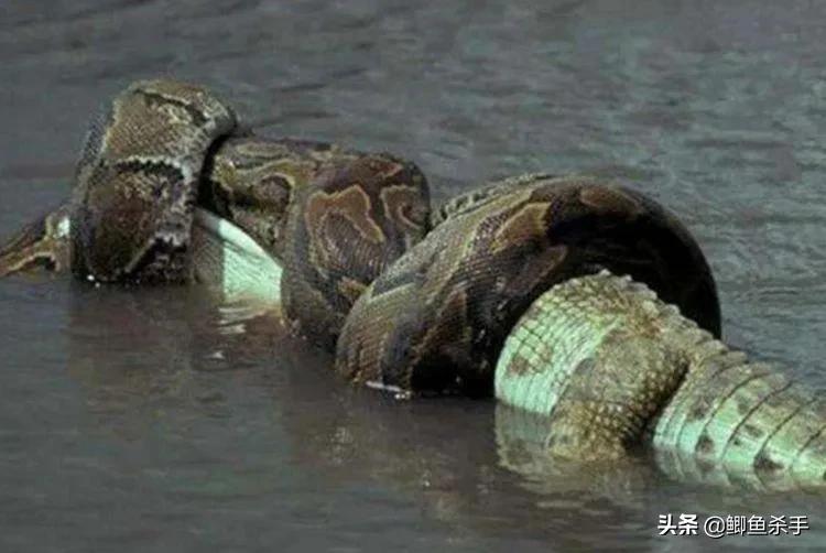 亚马逊河有多可怕完整版,亚马逊河到底有什么可怕的鱼