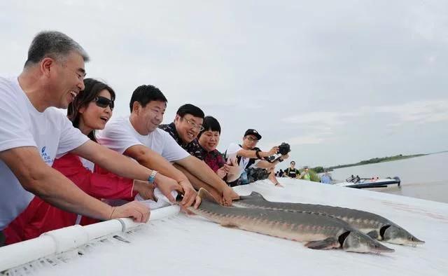 最大的鲟鳇鱼90000斤照片,鲟鳇鱼淡水之王