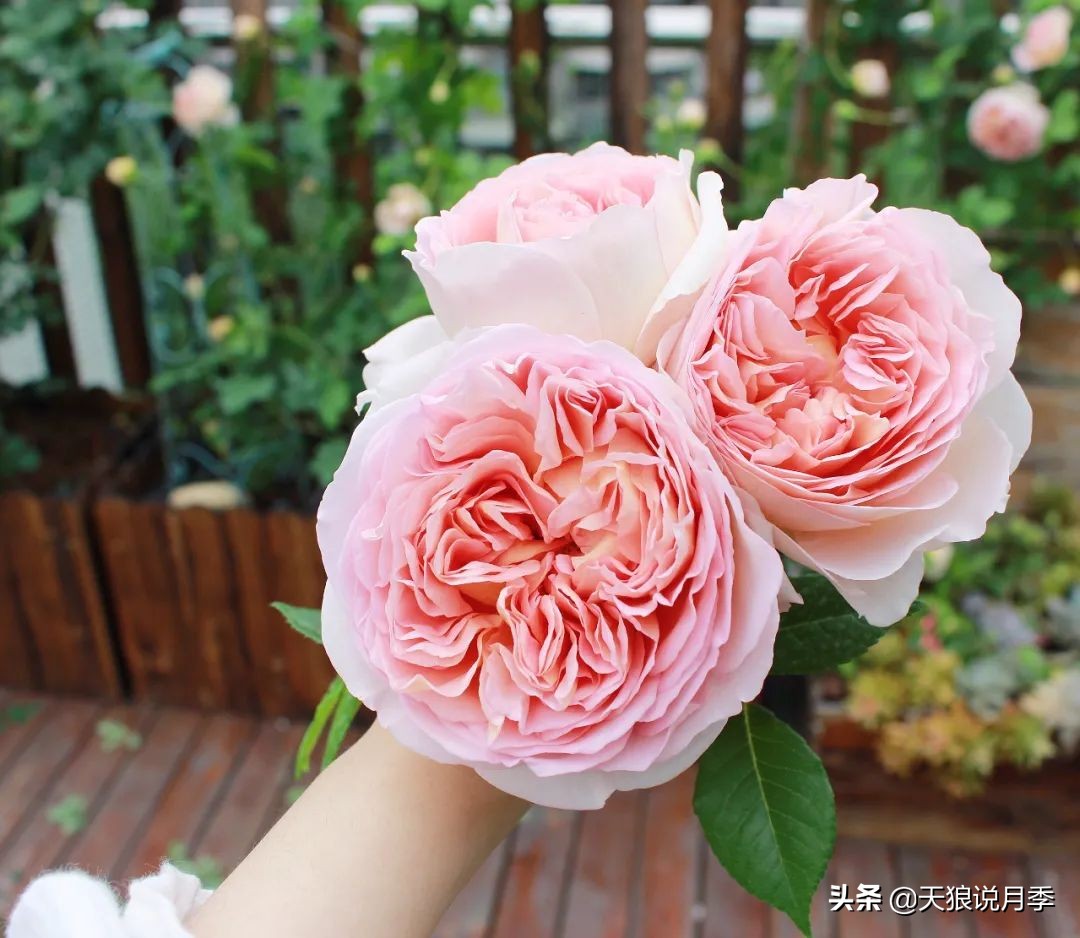 如何打造四季开花的花园,如何打造四季都有花的花园