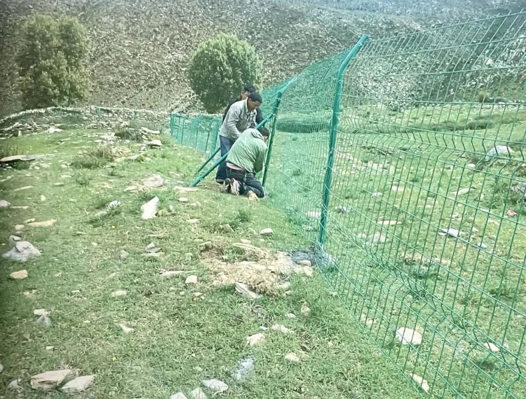 藏羚羊的惨死,藏羚羊死在车里