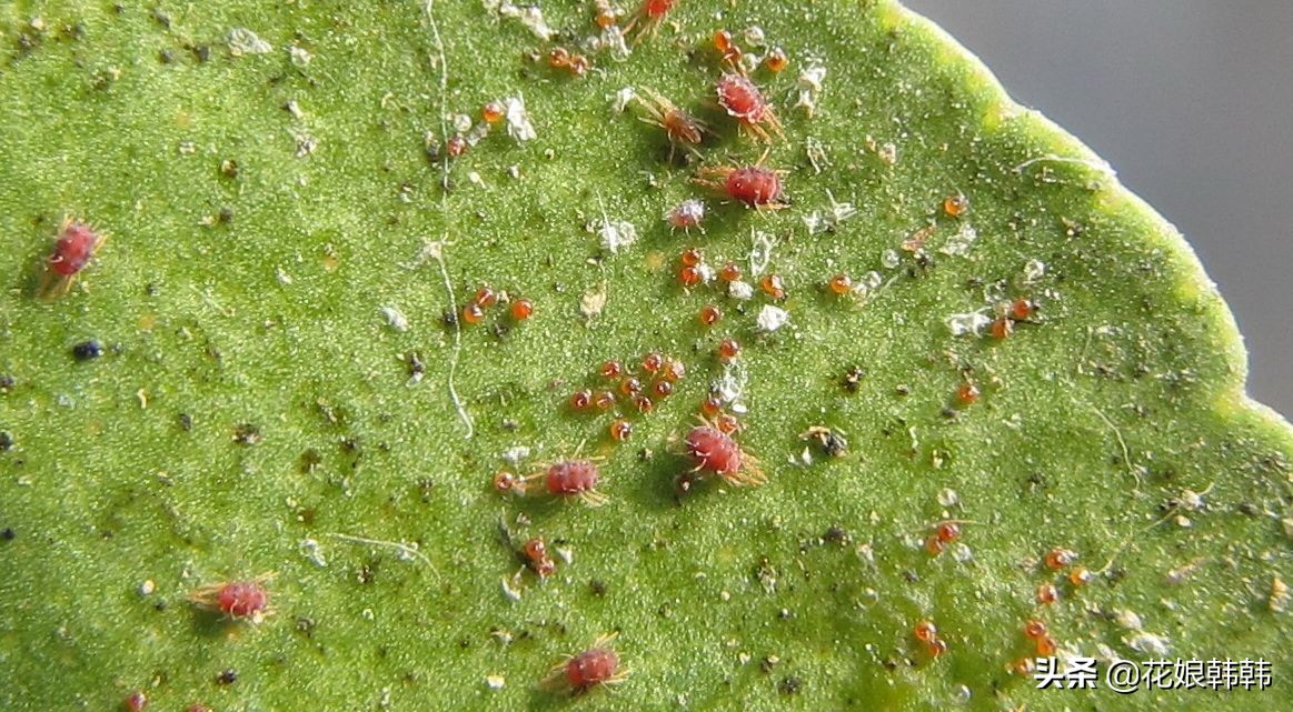 杜鹃花红蜘蛛什么症状,杜鹃花红蜘蛛病图片