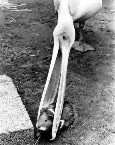 看起来威武霸气，其实比谁都嘴欠，带你了解鹈鹕的生活