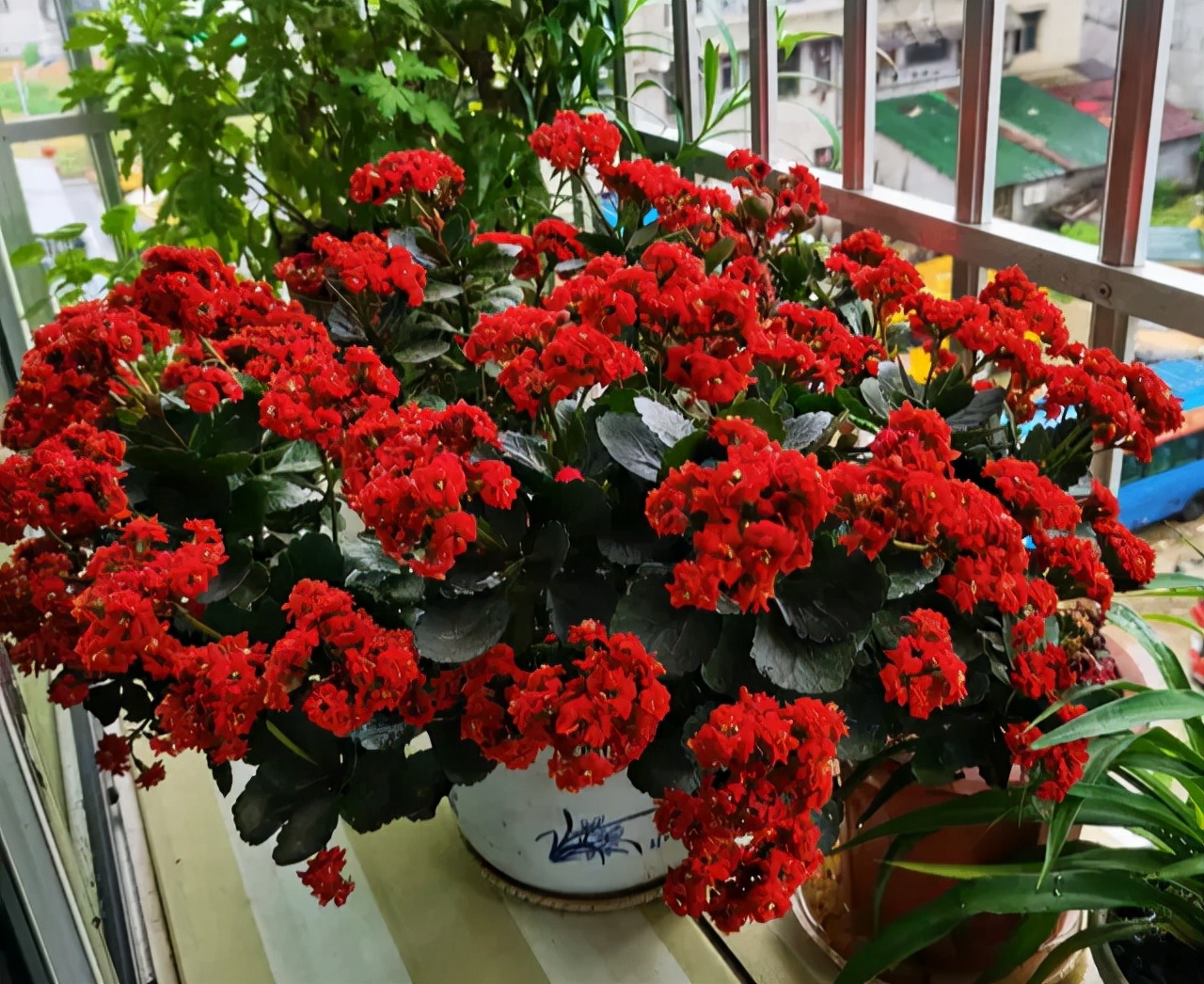 浇水过多死的植物,最容易浇死的6种花