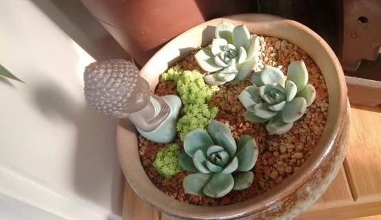 多肉养殖知识,多肉植物养护养花小知识